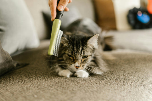 7 DIY Pet Grooming Techniques That Will Save Time and Money